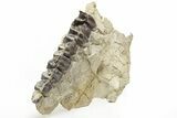 Fossil Running Rhino (Subhyracodon) Right Maxilla - Wyoming #216120-6